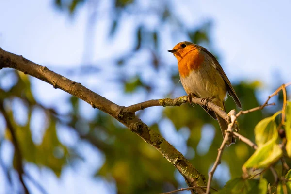 Petirrojo Erithacus Rubecula Este Pájaro Compañero Regular Durante Las Actividades — Foto de Stock