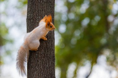 Soğuk güneşli bir sonbahar gününde yakalanan vahşi bir sincap, sonbahar parkında ağaçta komik şirin sincap var. Renkli doğa, sonbahar mevsimi konsepti.