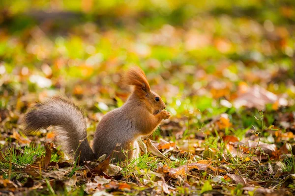 Wild Squirrel Captured Cold Sunny Autumn Day Funny Cute Squirrel — Stock Photo, Image