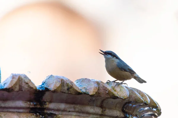 White Breasted Nuthatch Sitta Canadensis — Stock Photo, Image