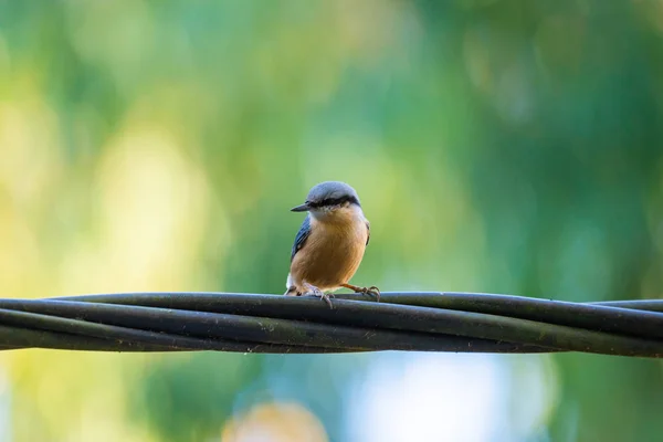 Kleiber Mit Weißen Brüsten Sitta Canadensis — Stockfoto