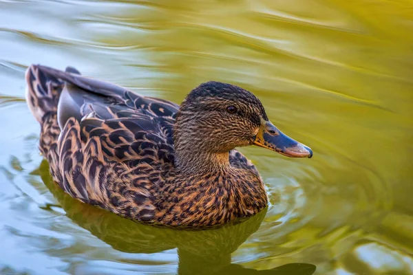 Portrait Une Femelle Canard Sur Eau Dans Étang — Photo