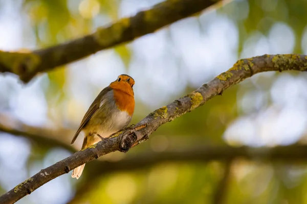 Robin Vermelho Erithacus Rubecula Este Pássaro Companheiro Regular Durante Atividades — Fotografia de Stock