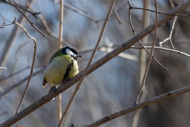 Bir dal Şehir Parkı içinde oturan bir büyük baştankara veya Parus major