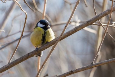 Bir dal Şehir Parkı içinde oturan bir büyük baştankara veya Parus major