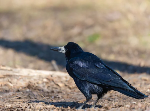 Cuervo Carrión Negro Corvus Corone Ave Parque Ciudad —  Fotos de Stock