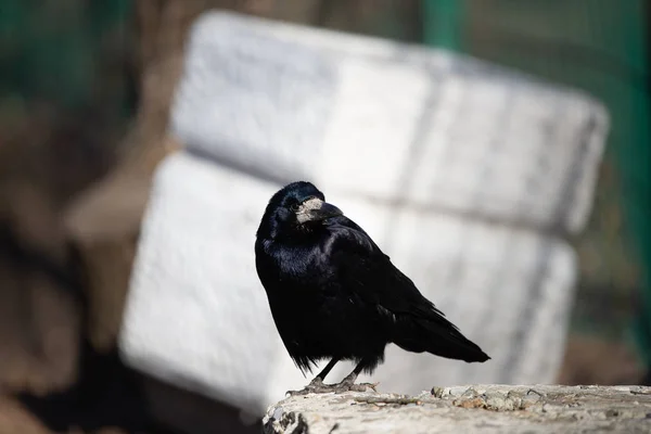 Cuervo Carrión Negro Corvus Corone Ave Parque Ciudad — Foto de Stock