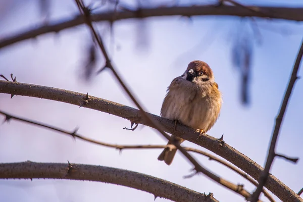 Ευρασιατική Sparrow Στα Κλαδιά Στο Δημοτικό Πάρκο — Φωτογραφία Αρχείου