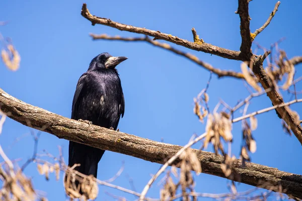 Black Carrion Crow Corvus Corone Bird City Park — Stock Photo, Image