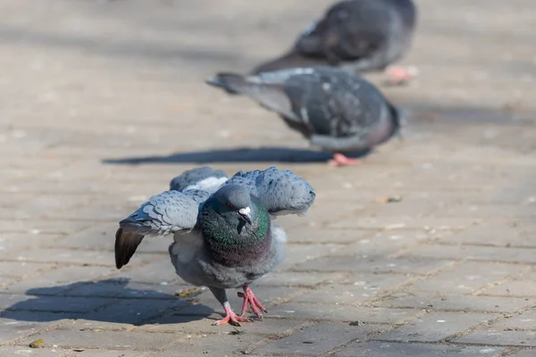 Duif Duif Straten Van Stad Stedelijke Vogels Vliegen Zitten Wildlife — Stockfoto