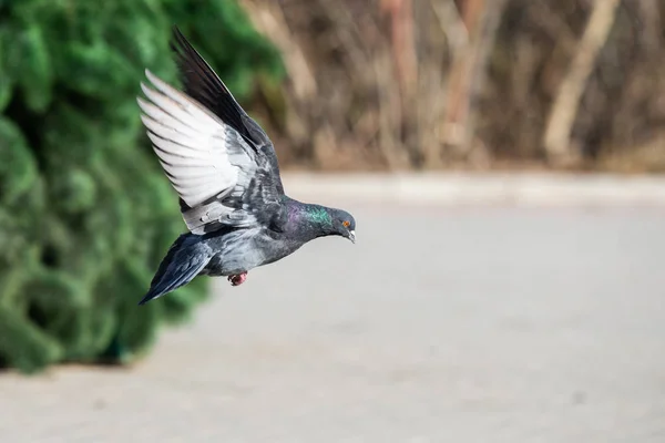 Pigeon Dove City Streets Urban Birds Flying Sitting Wildlife Feathers — Stock Photo, Image