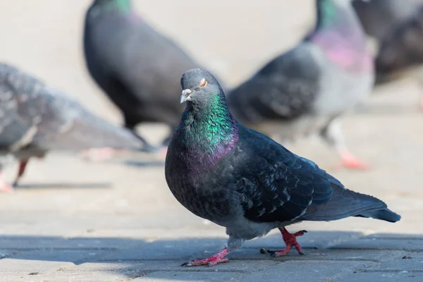 Pigeon Dove City Streets Urban Birds Flying Sitting Wildlife Feathers — Stock Photo, Image