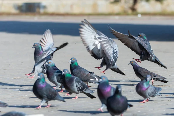 Gołąb Gołąbek Ulicach Miejskich Ptaki Latające Siedzi Dzikość Pierze Skrzydła — Zdjęcie stockowe