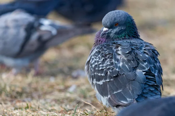Duva Duva Stadens Gator Urban Fåglar Flyger Sitter Wildlife Fjädrar — Stockfoto