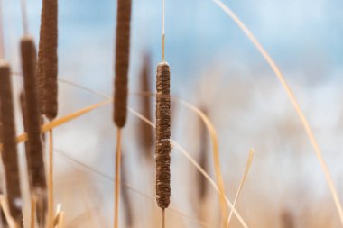 Bulrushes or cattails on a blurry background clipart