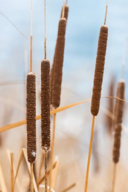 Bulrushes or cattails on a blurry background clipart