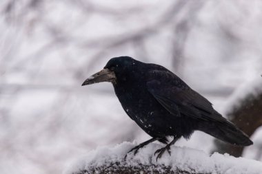 Karga ile arka planda kar kış ağaçta