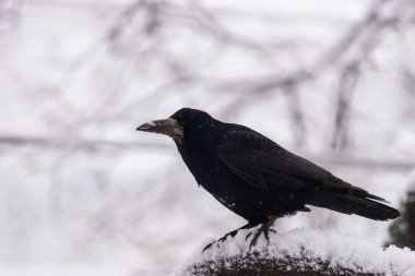 Karga ile arka planda kar kış ağaçta