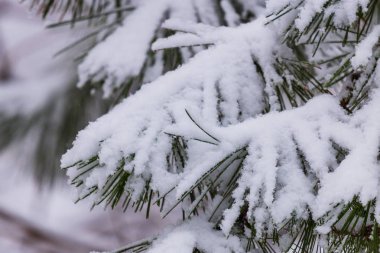 Çamın dalları Karda donmuş. Ağaç dalları kar altında. Kar köknar ağacı dalları kar yağışı altında. Kış ayrıntı, doğal kış tatil arka plan. tam kare. arka plan bulanıklık.
