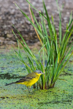 Sarı kuyruksallayan veya Motacilla flava feldegg