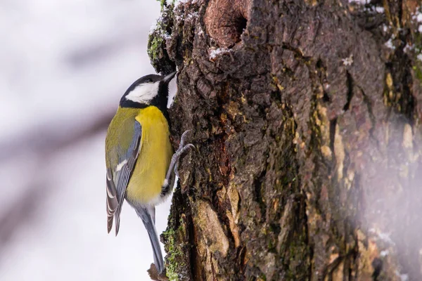 Pássaro pequeno bonito grande tit ou Parus grande pássaro sentado no ramo de árvore coberto de neve no inverno — Fotografia de Stock