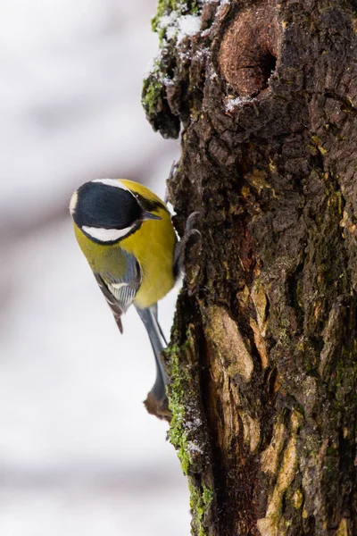 Beautiful small bird great tit or Parus major bird sitting on the snow covered tree branch in winter