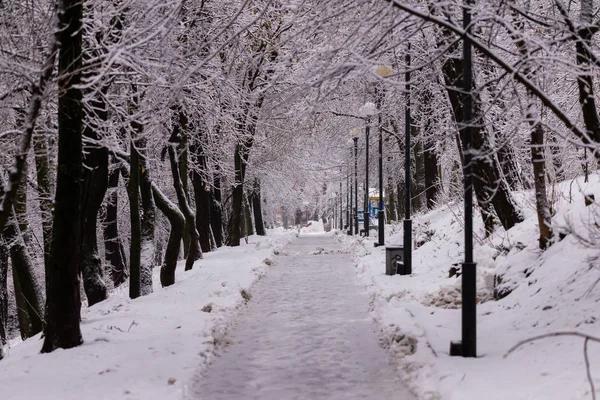 Paysage hivernal. Belle forêt d'hiver. Chute de neige extrême dans le parc de la ville. Branches et troncs d'arbres couverts de neige — Photo