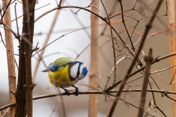 Fotografia horizontal de um pássaro de peito azul. Pássaro com penas verdes amarelas, brancas e azuis — Fotografia de Stock