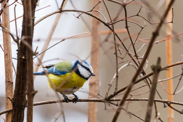 Horizontal photo of blue tit songbird. Bird with yellow, white, blue green feathers — Stock Photo, Image