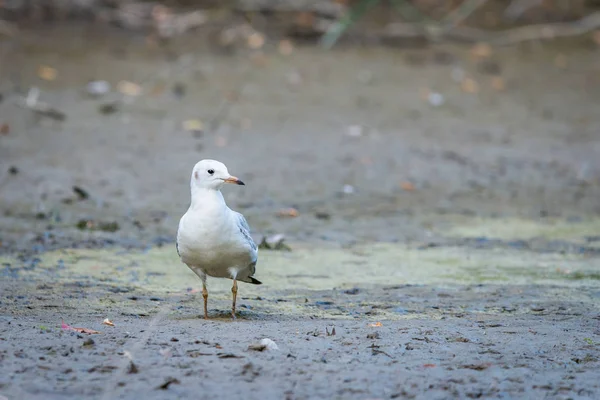 Gaviota en la costa del río — Foto de Stock