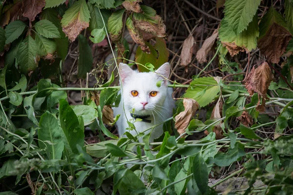 Chat blanc regardant à travers le sous-bois, embuscade pour la chasse . — Photo