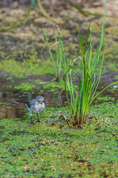 White Wagtail or Motacilla alba. Wagtails is a genus of songbirds. Wagtail is one of the most useful birds. It kills mosquitoes and flies, which deftly chases in the air — Stock Photo, Image