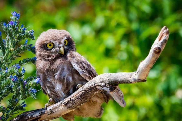 Steenuil of Athene noctua op houten tak met bloemen — Stockfoto