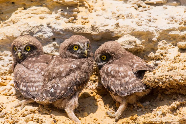 Drie kuikens van uiltje nabij nest op de grond — Stockfoto