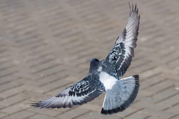 Duif duif in de straten van de stad stedelijke vogels vliegen zitten Wildlife veren vleugels — Stockfoto