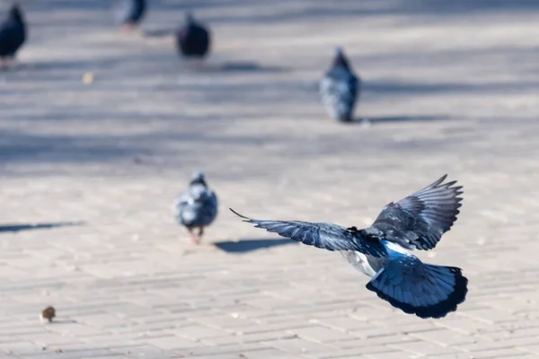 Duif duif in de straten van de stad stedelijke vogels vliegen zitten Wildlife veren vleugels — Stockfoto
