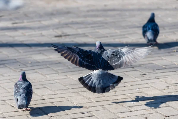 Gołąb gołąbek na ulicach miejskich ptaki latające siedzi dzikość pierze skrzydła — Zdjęcie stockowe