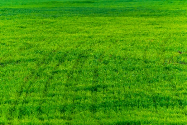 Struttura di erba verde da un campo — Foto Stock