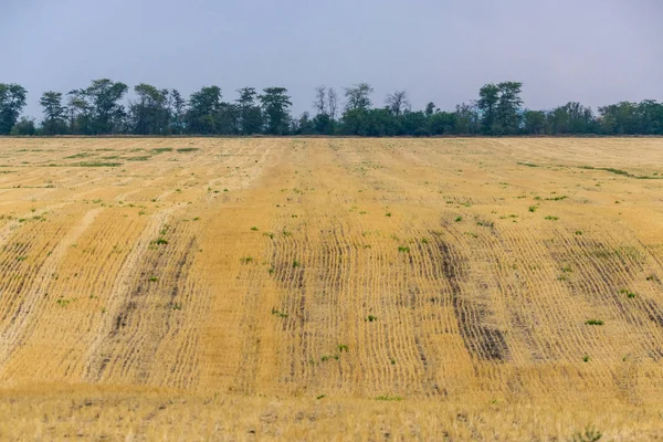 Field på after Harvest jordbruks koncept på Sunset — Stockfoto