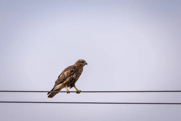 Wspólne myszołów lub Buteo buteo wznosi się na drut — Zdjęcie stockowe