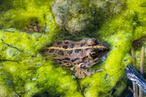 Rana en pantano de agua turbia, llena de algas verdes . — Foto de Stock