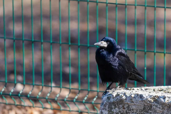 Un uccello nero torre e guarda avanti in una giornata di sole luminoso. Piume nere brillano in diversi colori — Foto Stock