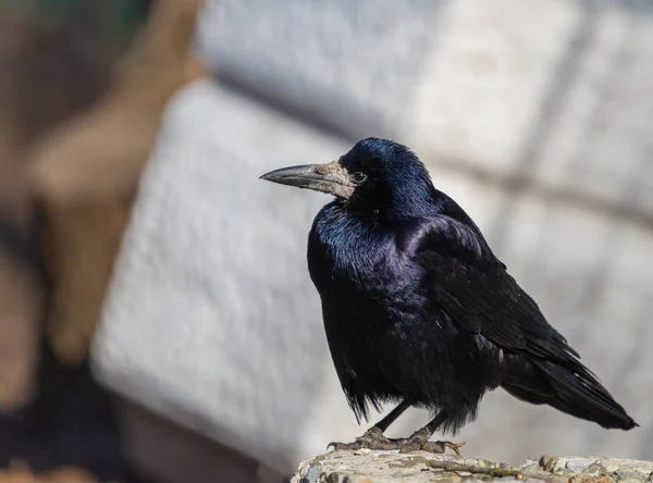 Ein schwarzer Saatvogel und blickt an einem strahlend sonnigen Tag voraus. Schwarze Federn schimmern in verschiedenen Farben — Stockfoto