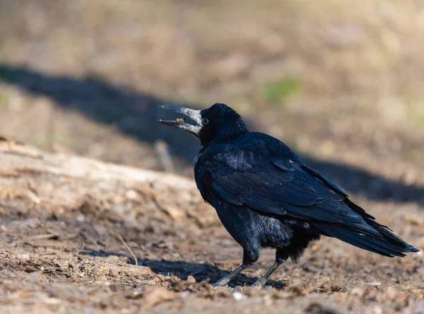 Un pájaro de torre negro y mira hacia adelante en un día soleado brillante. Las plumas negras brillan en diferentes colores —  Fotos de Stock