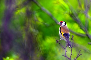 European goldfinch Carduelis carduelis in nature clipart