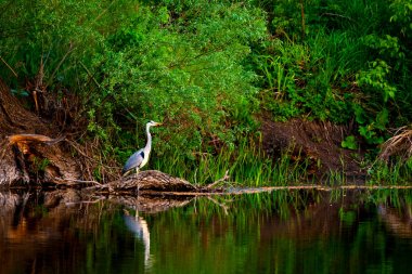 Gri balıkçıl ya da Ardea sineması nehirde vahşi doğada