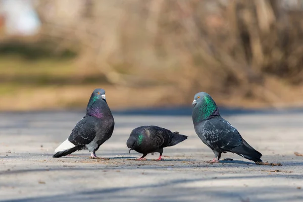 Duiven op de achtergrond van de stad — Stockfoto