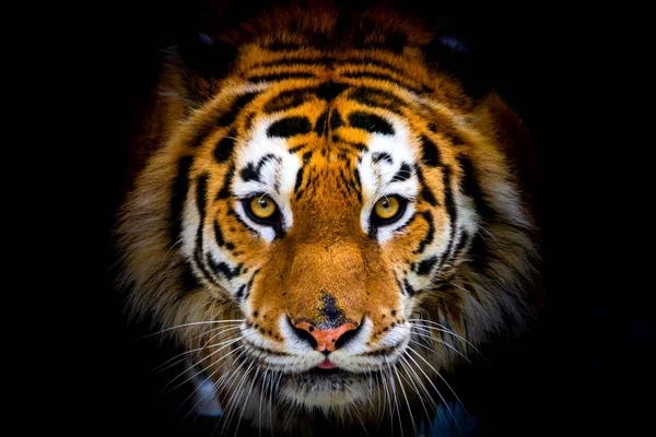 Siberische tijger, Panthera tigris altaica, ook bekend als de Amur tijger — Stockfoto
