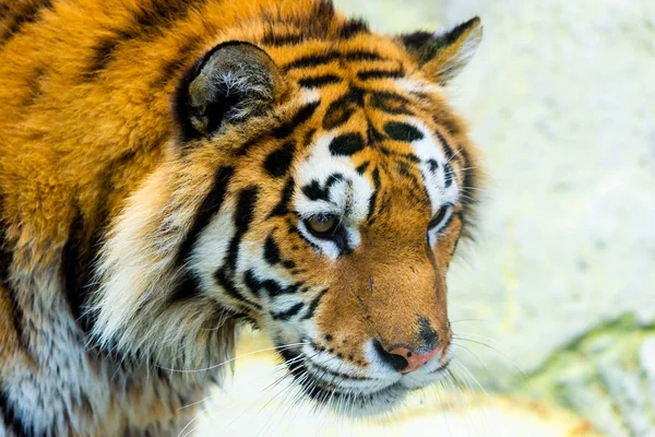 Sibiriska tigerporträtt. Aggressivt stirrande ansikte betyder fara för bytet. Närbild syn på arga uttryck — Stockfoto