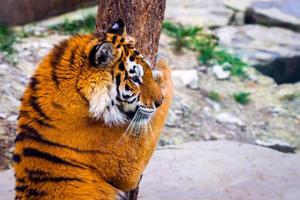 Sibirisk tiger, Panthera tigris altaica, även känd som Amur tiger — Stockfoto